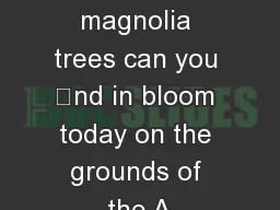 What magnolia trees can you nd in bloom today on the grounds of the A