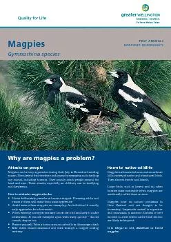 Magpies can be very aggressive during their July to December breeding