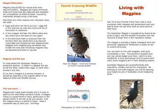 Living with  Magpies