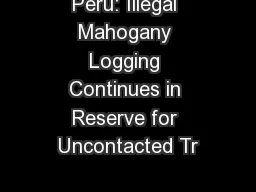 Peru: Illegal Mahogany Logging Continues in Reserve for Uncontacted Tr