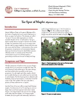 Tar Spot of Maple: Rhytisma Several dierent fungi in the genus form o