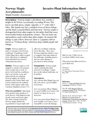 Norway Maple         Invasive Plant Information Sheet