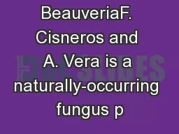 155 BeauveriaF. Cisneros and A. Vera is a naturally-occurring fungus p