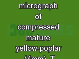 Figure C53. SEM micrograph of compressed mature yellow-poplar (4mm), T