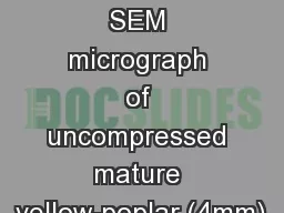 Figure C27. SEM micrograph of uncompressed mature yellow-poplar (4mm),