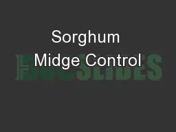 Sorghum Midge Control