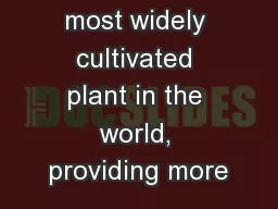 Wheat is the most widely cultivated plant in the world, providing more
