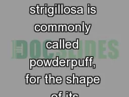 Mimosa strigillosa is commonly called powderpuff, for the shape of its