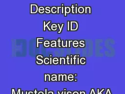 Species Description Key ID Features Scientific name: Mustela vison AKA