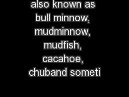 also known as bull minnow, mudminnow, mudfish, cacahoe, chuband someti