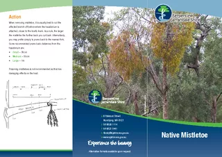 Native Mistletoe