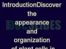 IntroductionDiscover the appearance and organization of plant cells in