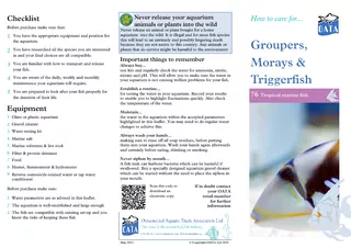 How to care for... Groupers, Morays & Triggerfish