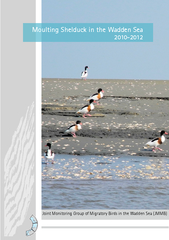 Moulting Shelducks in the Wadden Sea 2010 - 2012