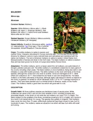 Morus spp. Moraceae Mulberry.  Morus alba Korean Mulberry (Himalayan M