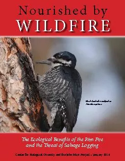 WILDFIREe Ecological Benets of the Rim Fire and the reat of Salvage