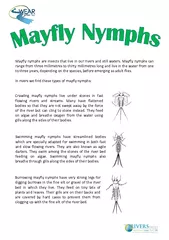 Mayfly nymphs are