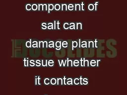          Concentrated sodium Na a component of salt can damage plant tissue whether it