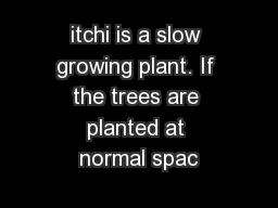 itchi is a slow growing plant. If the trees are planted at normal spac