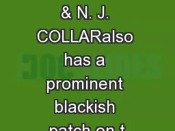 P. C. RASMUSSEN & N. J. COLLARalso has a prominent blackish patch on t