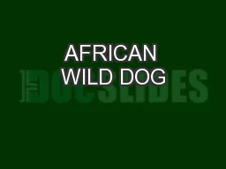 AFRICAN WILD DOG