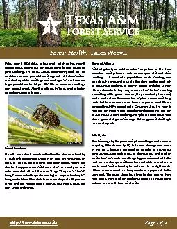Forest Health:  Pales Weevil