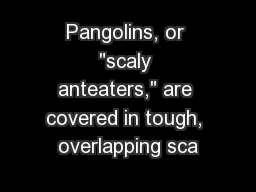 Pangolins, or 