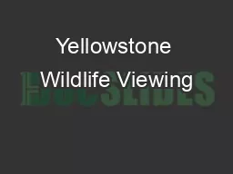 Yellowstone Wildlife Viewing