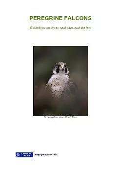 PEREGRINE FALCONSGuidelines on urban nest sites and the law