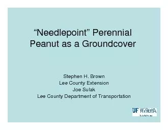 ‘Needlepoint’Perennial Peanut•The rhizomatous varieties