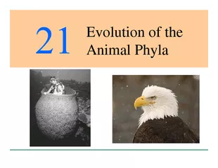 21.1  General Features of Animals