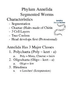 iv. Epitokes of the Palolo worm are adelicacy in Sam