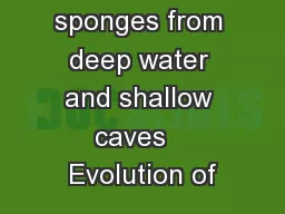 Carnivorous sponges from deep water and shallow caves   Evolution of