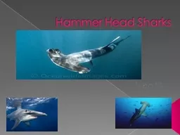 Hammer Head Sharks