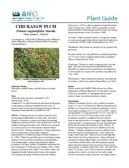 CHICKASAW PLUMPrunus angustifoliaMarsh.Plant Symbol = PRAN3Contributed