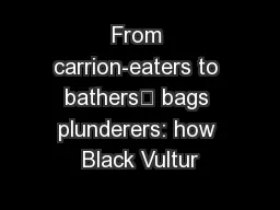 From carrion-eaters to bathers’ bags plunderers: how Black Vultur