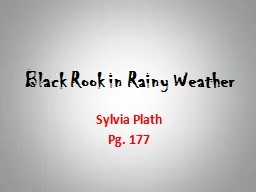 Black Rook in Rainy Weather
