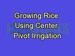 Growing Rice Using Center Pivot Irrigation