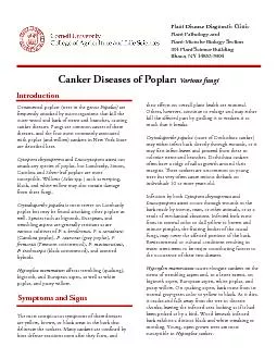 Canker Diseases of Poplar: Various fungi