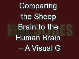 Comparing the Sheep Brain to the Human Brain – A Visual G