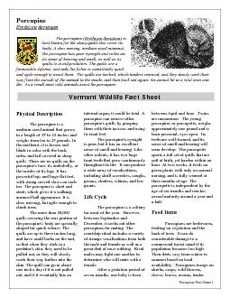 Porcupine Fact Sheet 1