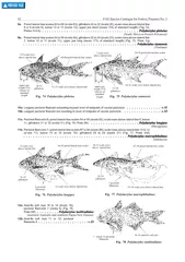 42FAOSpeciesCatalogueforFisheryPurposesNo.3Poredlateral-linescales60to