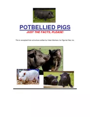 POTBELLIED PIGS