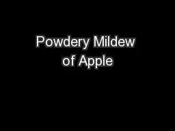 Powdery Mildew of Apple