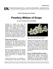 although dry weather can slow the development of many grape diseases i