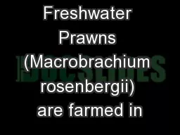 Malaysian Freshwater Prawns (Macrobrachium rosenbergii) are farmed in
