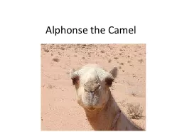 Alphonse the Camel