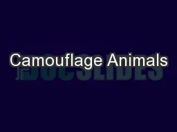 Camouflage Animals