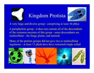 Kingdom ProtistaA very large and diverse group - comprising at least 1