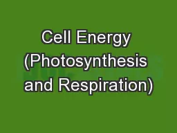Cell Energy (Photosynthesis and Respiration)